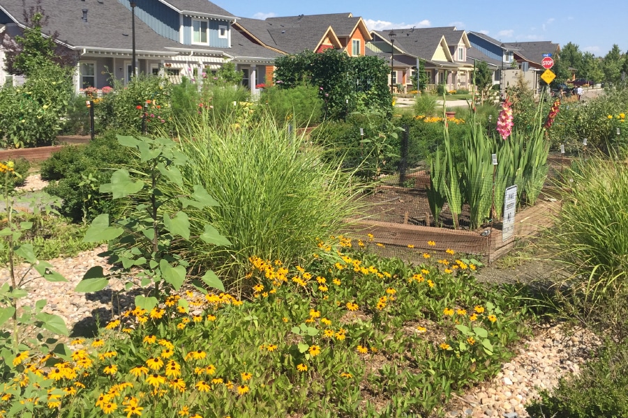 Avenues Resident Paul Explains How Community Gardens Helped Him Plant Roots