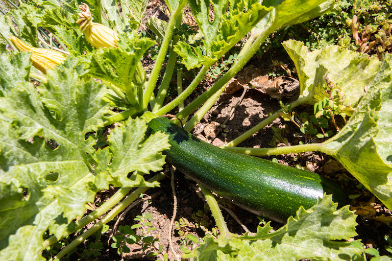Community Garden